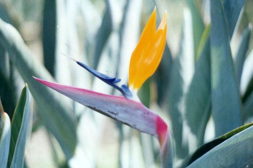 Bird of Paradise Bouquet