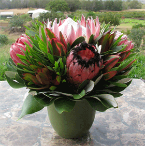 Fall Protea Basket Special