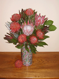 King & Pincushion Protea Special