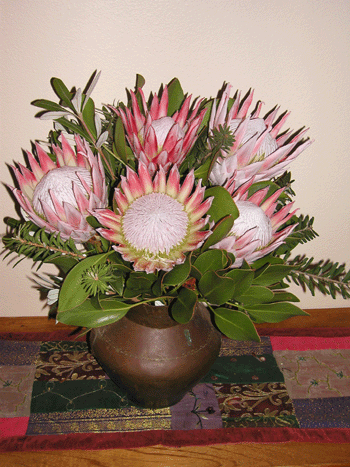 King Protea Special