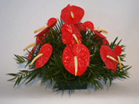 Orange Anthurium Dish Arrangement
