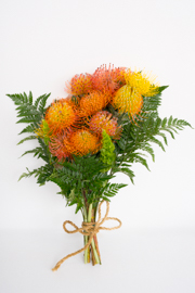 Protea Pincushion Special