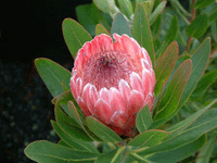 Protea Exotics Special