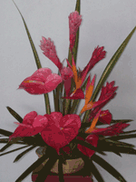 Obaki, Ginger & Tropical Spcl