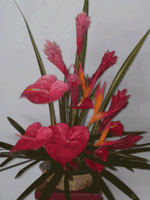 Obaki, Ginger & Tropical Spcl