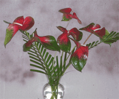 Obaki Anthurium Special