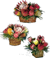 Fresh Protea Basket Arrangements