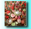 The Tropical Collection