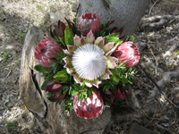 Fall Protea Basket Special