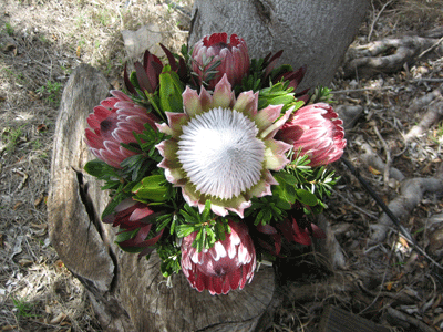 Fall Protea Basket Special