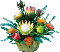 Lana'i Bouquets - Protea Cut Flowers