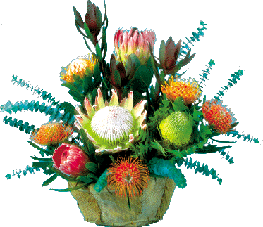 Lana'i Bouquets - Protea Cut Flowers
