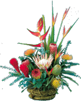 The Maui Bouquets ~ Proteas & Tropicals