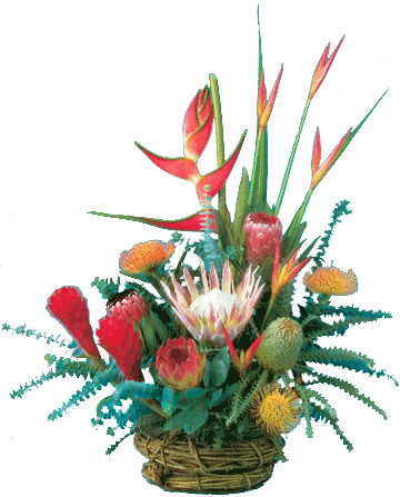 The Maui Bouquets ~ Proteas & Tropicals