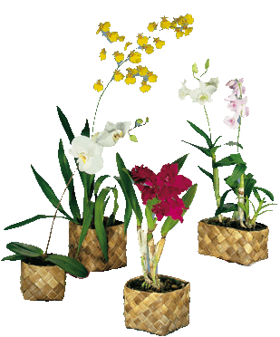 O'ahu Orchid Planters