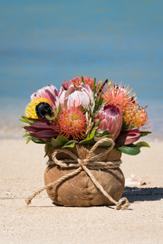 Proteas of Hawaii - Hawaiian Tropical Flowers
